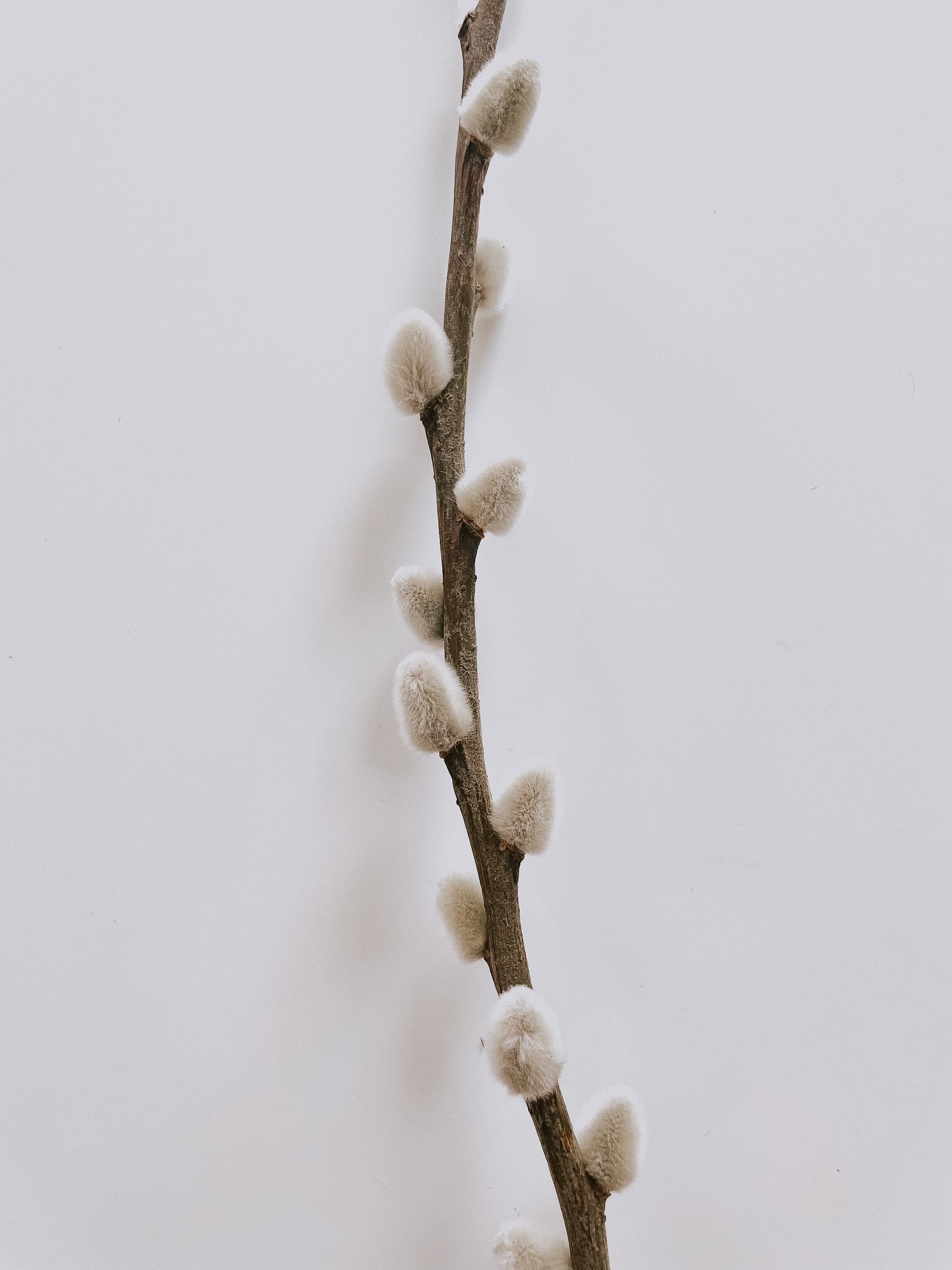 Willow Branches Dried Flowers Bouquet from What a Host Home Decor